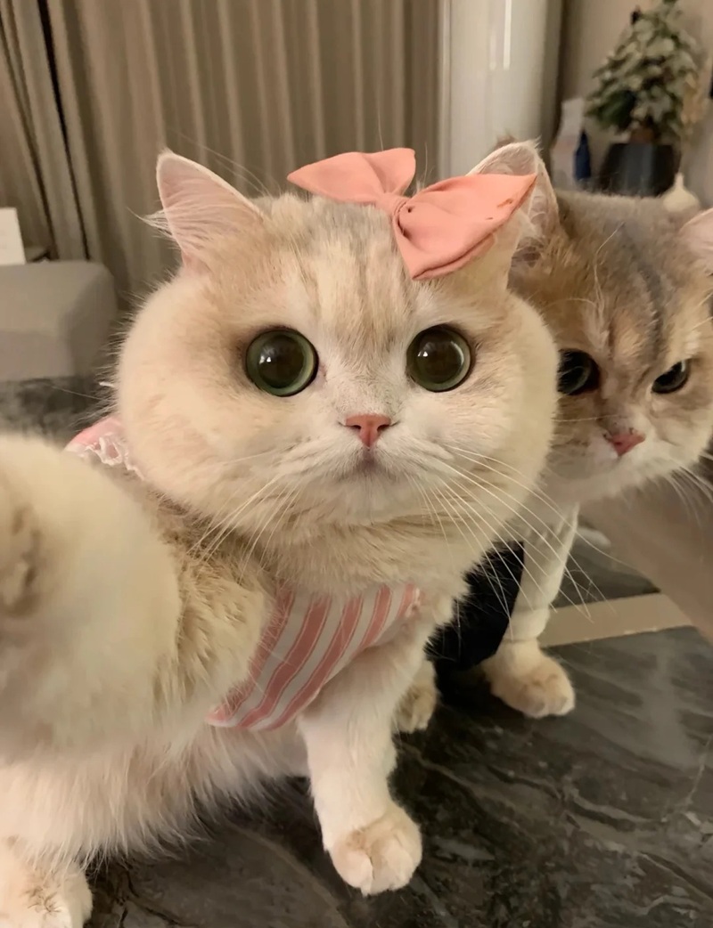 hình ảnh con vật cute 23