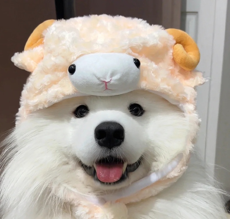 hình ảnh con vật cute 24