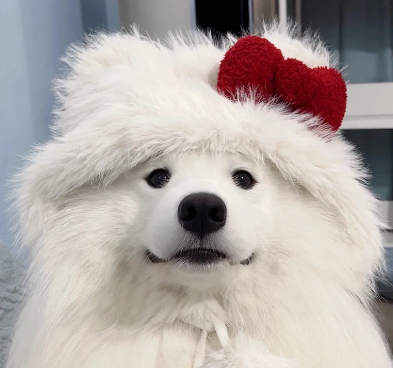 hình ảnh con vật cute 26