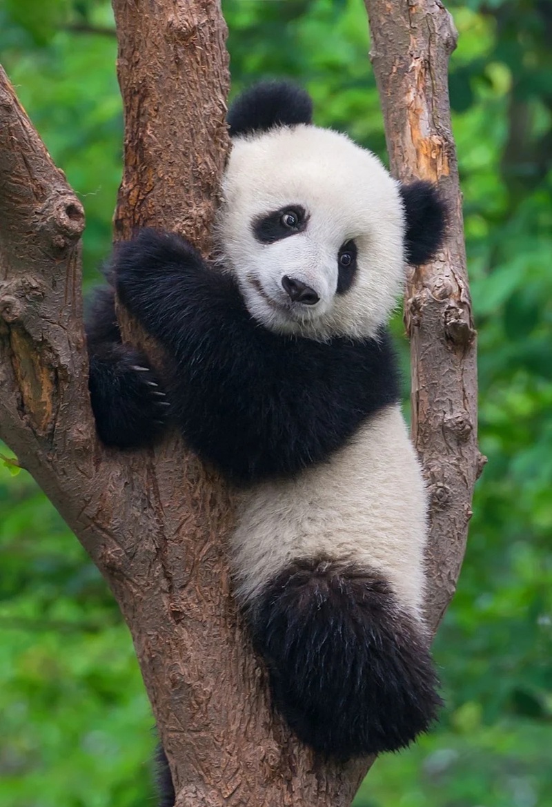 hình ảnh con vật cute 27