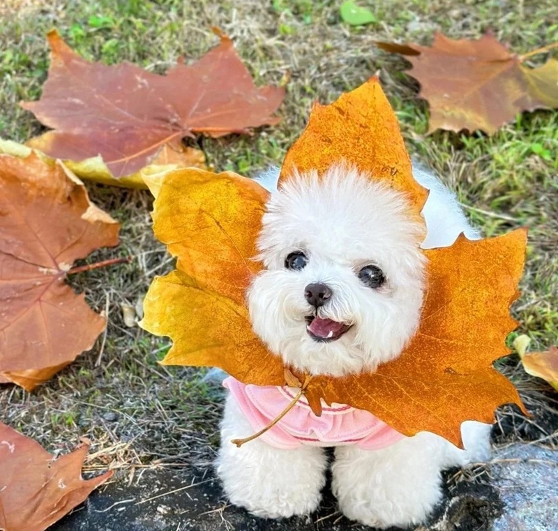 hình ảnh con vật cute 29
