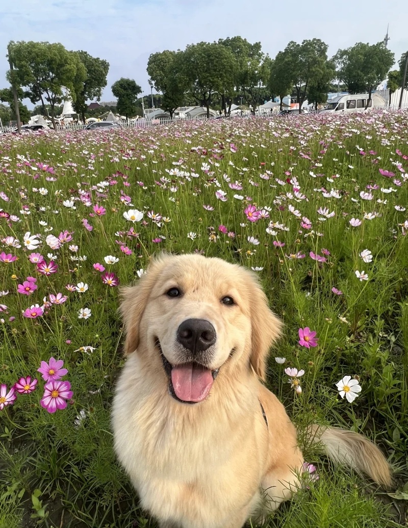 hình ảnh con vật cute 31
