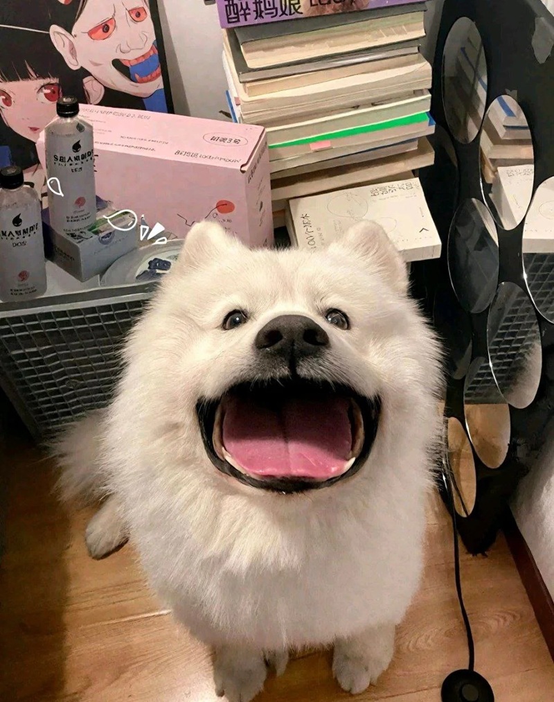 hình ảnh con vật cute 33