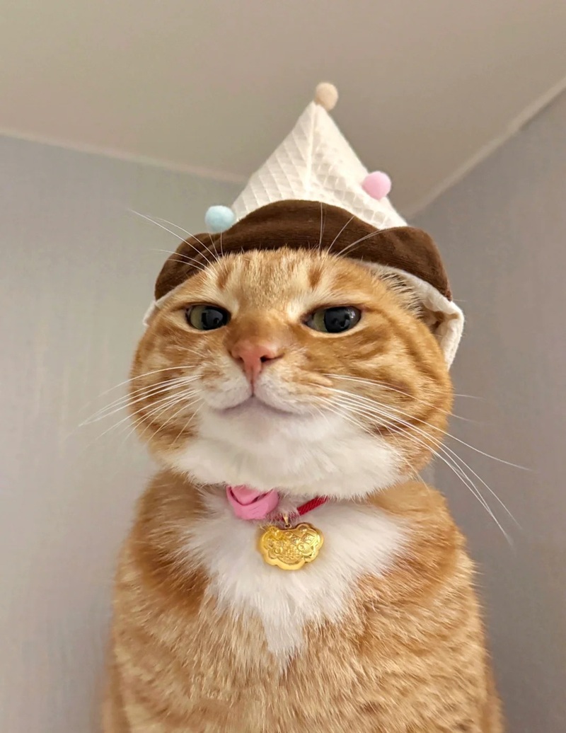 hình ảnh con vật cute 35
