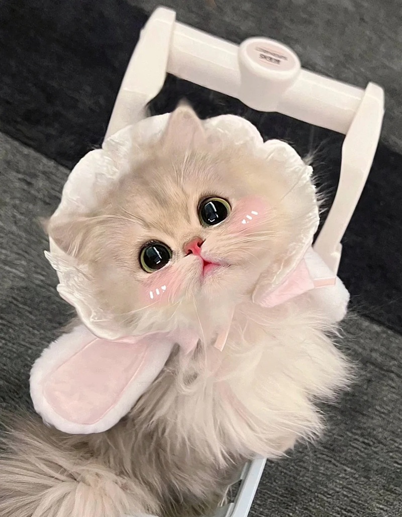 hình ảnh con vật cute 36