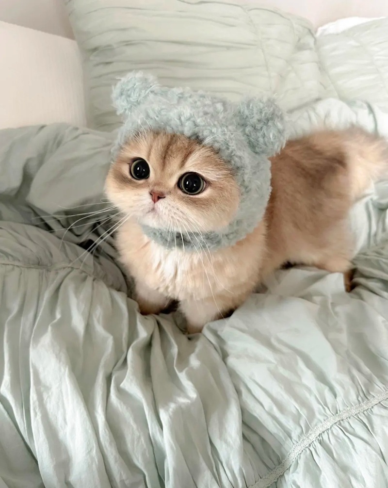 hình ảnh con vật cute 37
