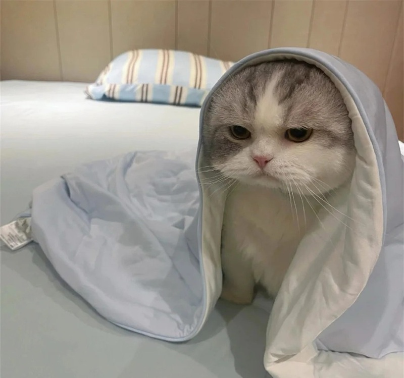 hình ảnh con vật cute 38 