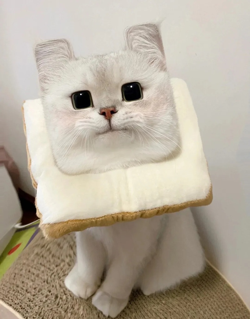 hình ảnh con vật cute 39