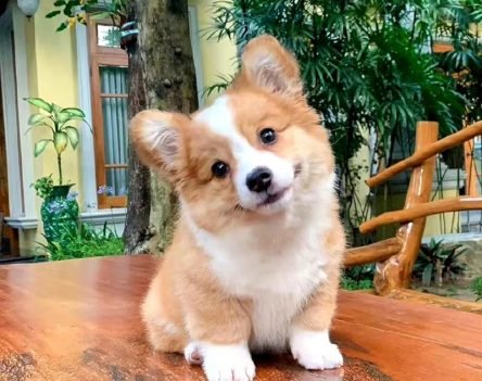 Ngất ngây trước 228+ hình ảnh con vật cute nhất hành tinh