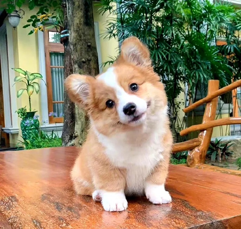 hình ảnh con vật cute 40
