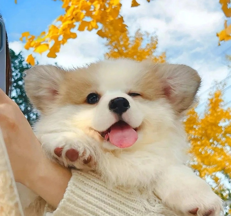 hình ảnh con vật cute 41