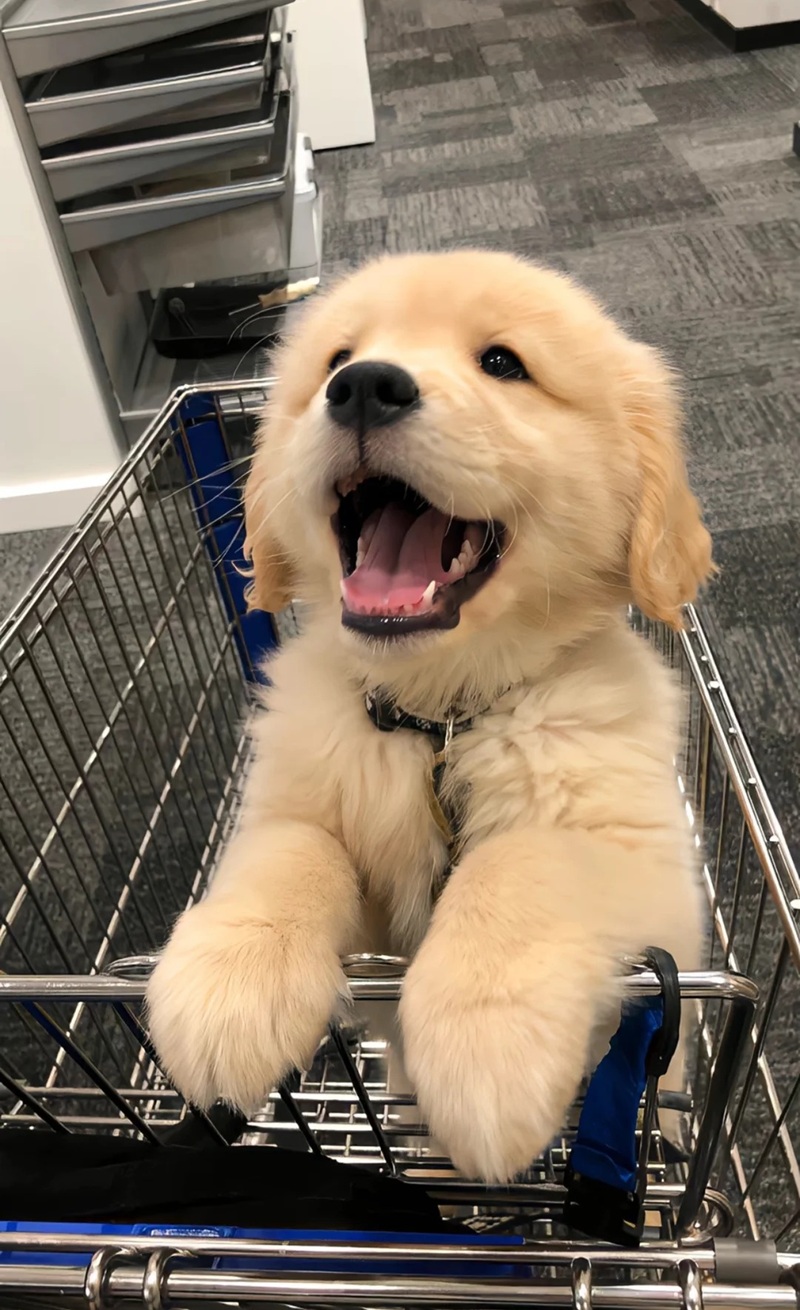 hình ảnh con vật cute 5