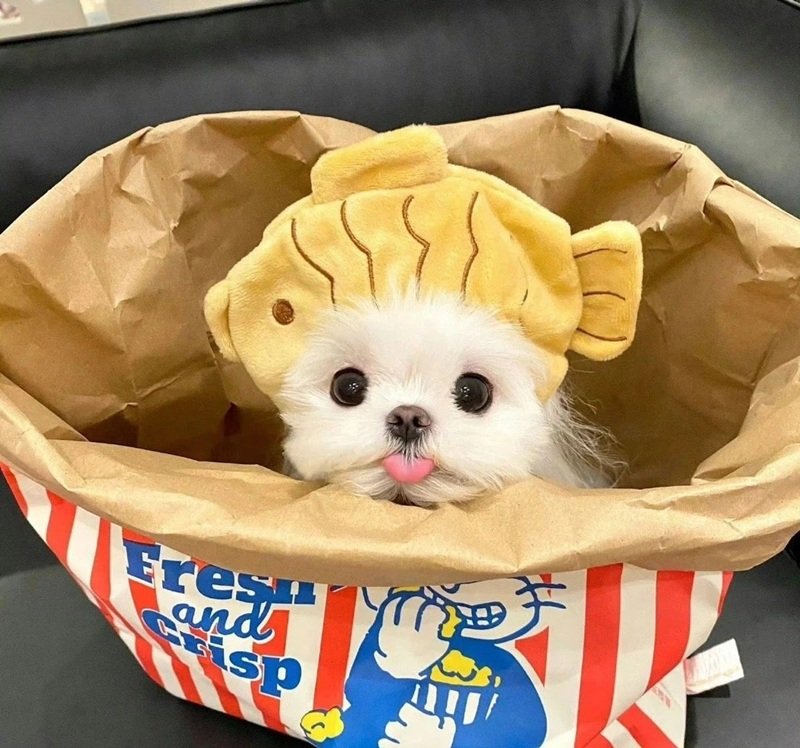 hình ảnh con vật cute 6