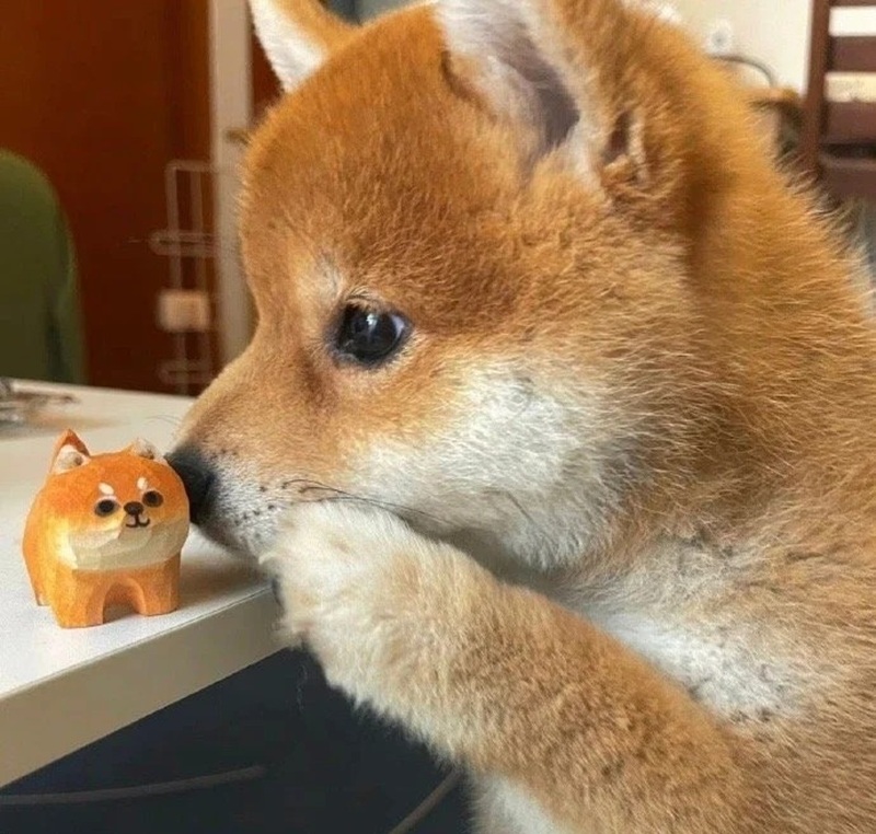 hình ảnh con vật cute 7