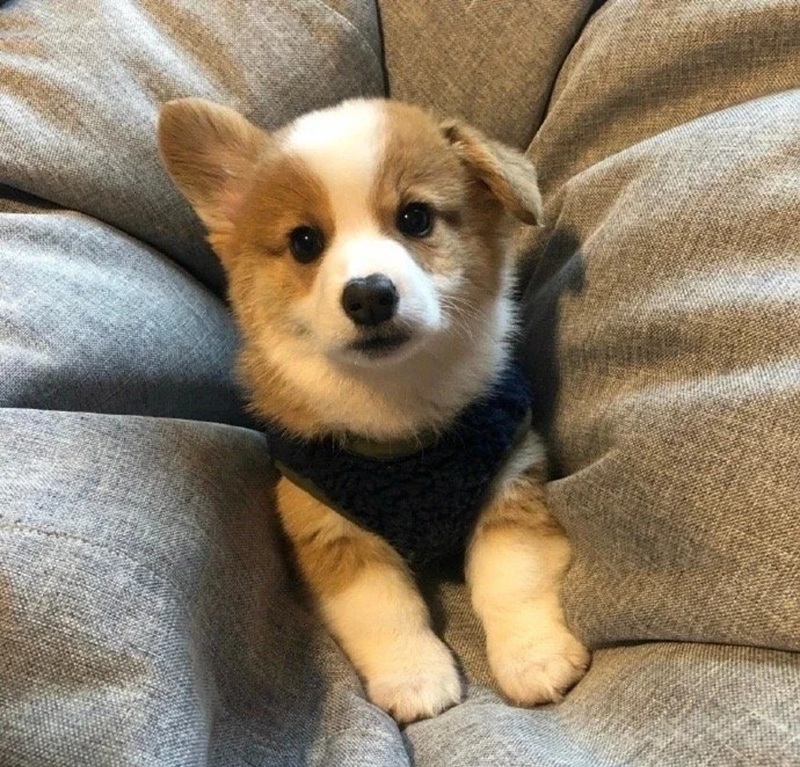 hình ảnh con vật cute 8