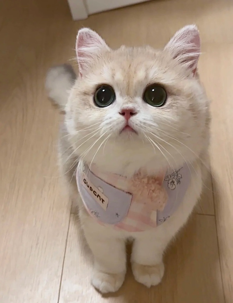 hình ảnh cute nhất the giới 19