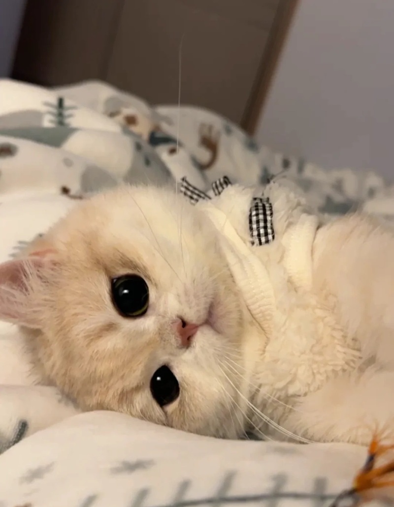 hình ảnh cute nhất the giới 20