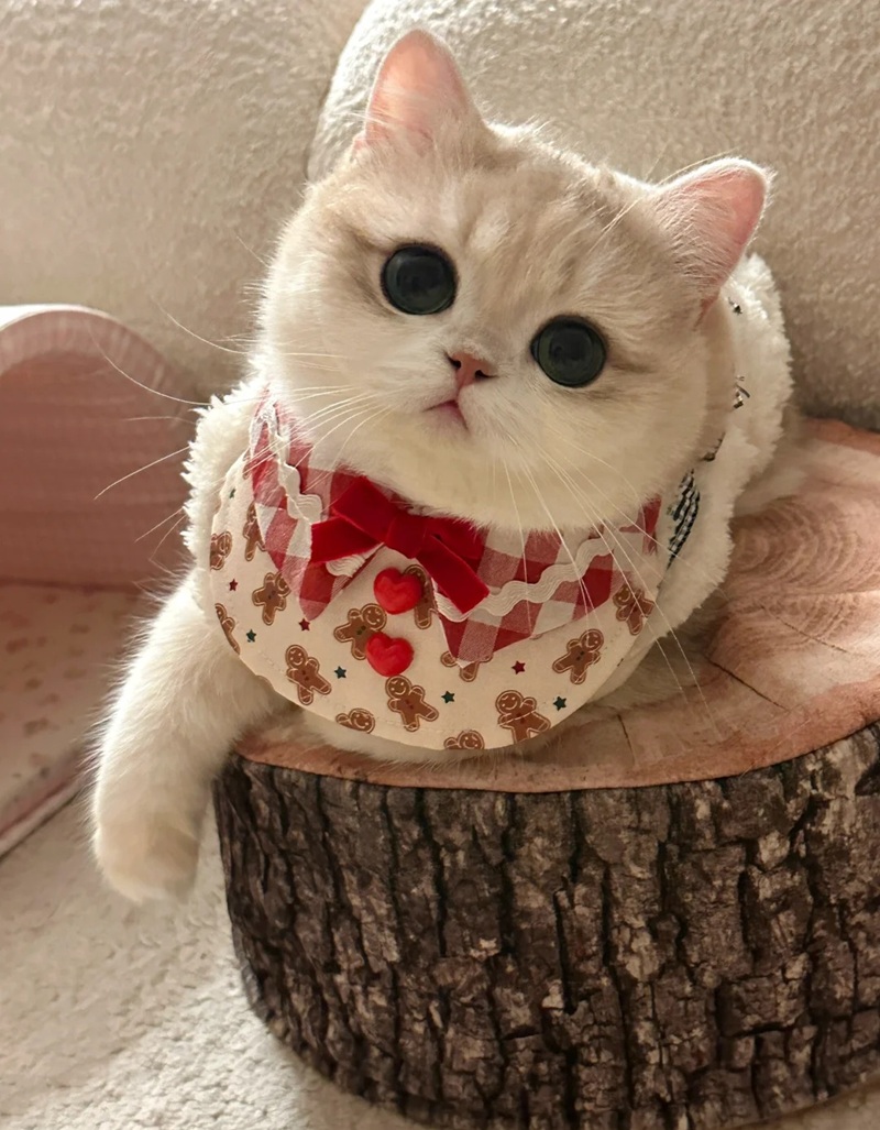 hình ảnh cute nhất the giới 21