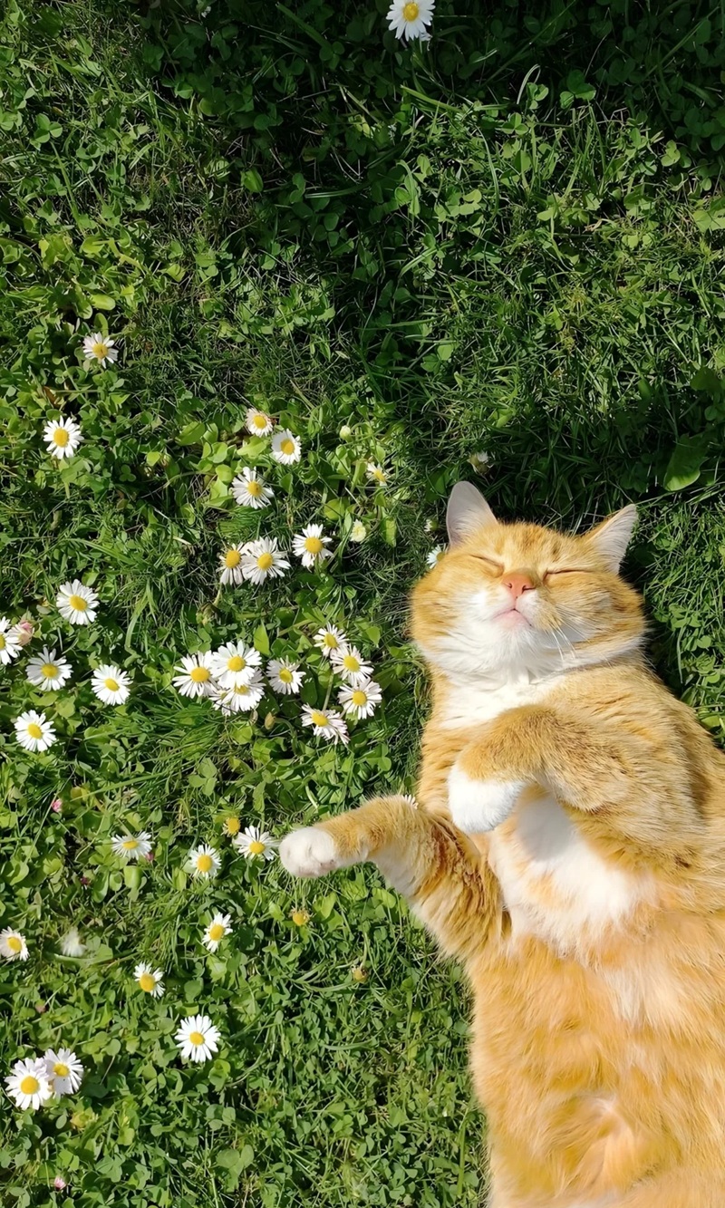 hình ảnh màu xanh la cây cute 5