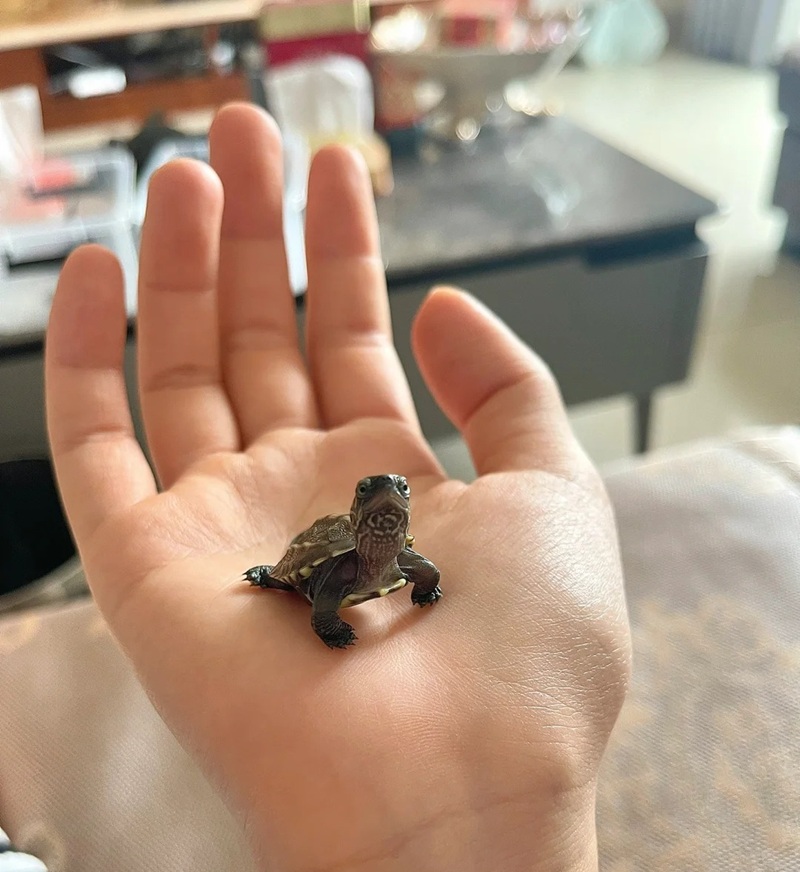 rùa cute 13