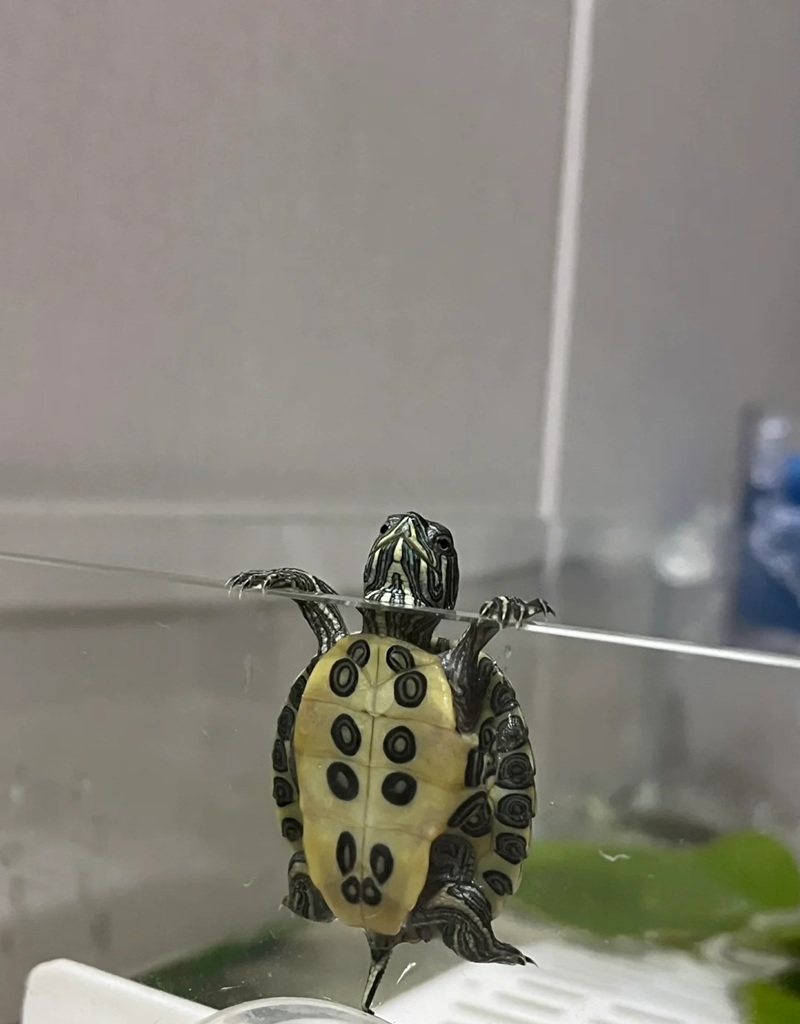 rùa cute 15