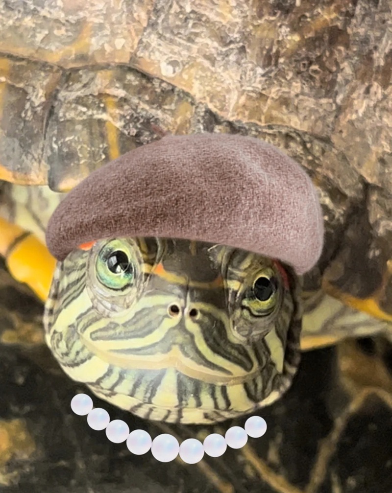 rùa cute 24