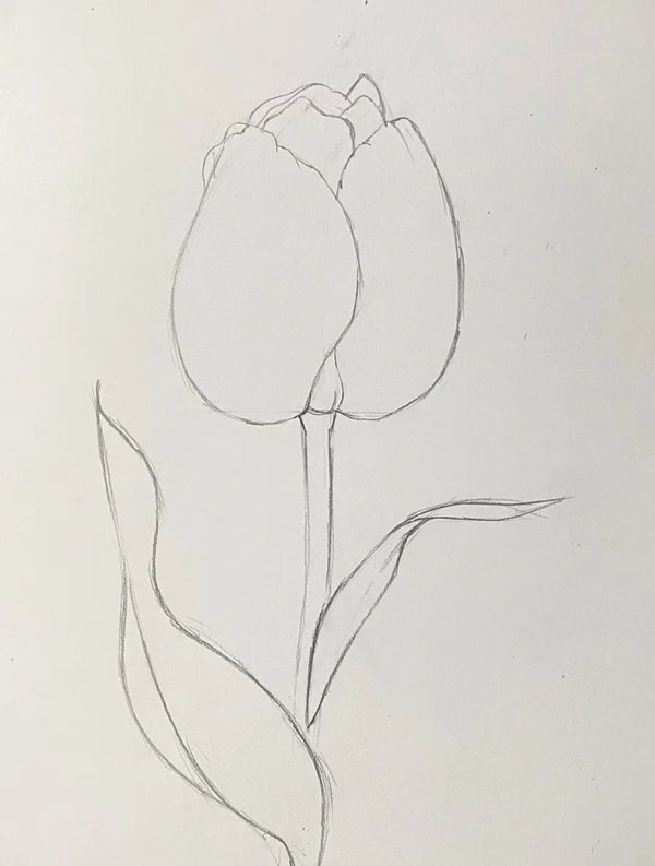 Cách vẽ hoa tulip bằng bút chì 1