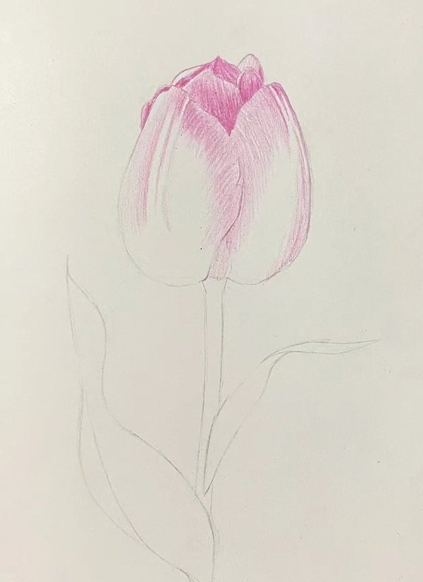 Cách vẽ hoa tulip bằng bút chì 2
