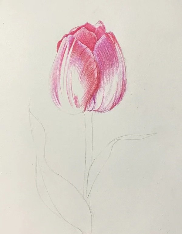 Cách vẽ hoa tulip bằng bút chì 3