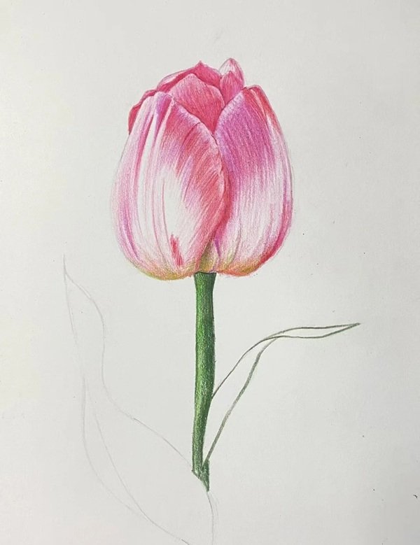 Cách vẽ hoa tulip bằng bút chì 4