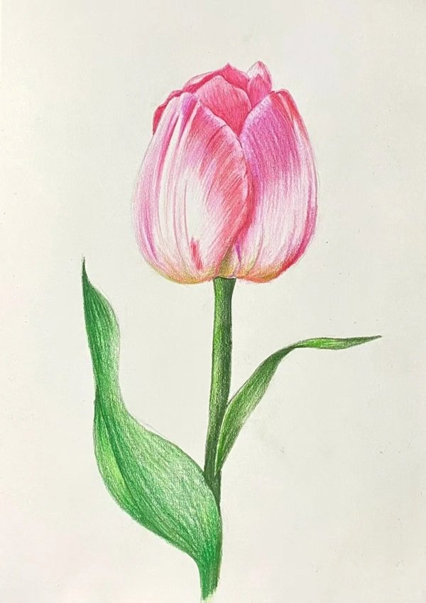 Cách vẽ hoa tulip bằng bút chì