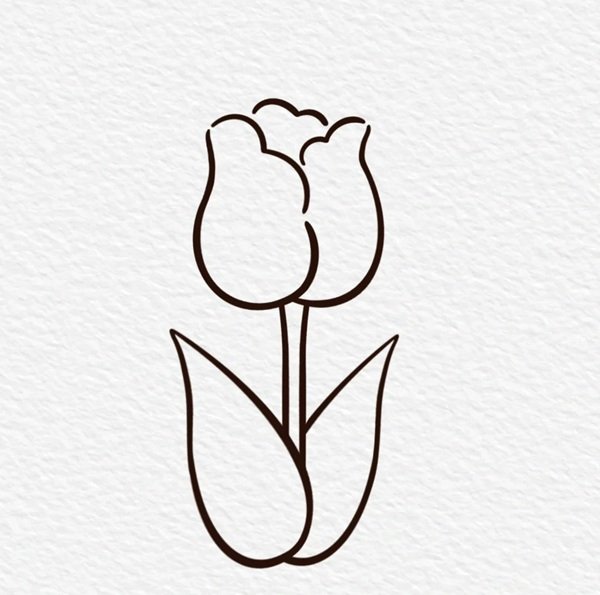 Cách vẽ hoa tulip đơn giản nhất 4