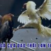 Đá gà cựa dao Thái Lan TG88 kịch tính cho bet thủ