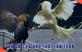 Đá gà cựa dao Thái Lan TG88 kịch tính cho bet thủ