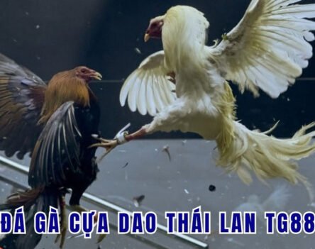 Đá gà cựa dao Thái Lan TG88 kịch tính cho bet thủ