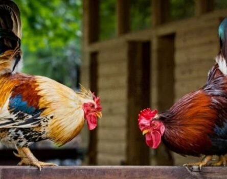 Tham Gia Đá Gà 8DAY Và Xem Highlight Các Trận Gà Kịch Tính