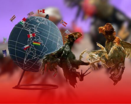 Cẩm nang Sabong67 nâng tầm trải nghiệm đá gà trực tiếp