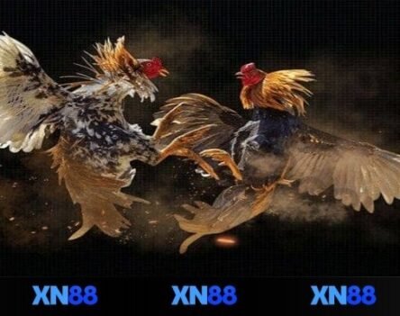 Đá gà XN88 – Trải nghiệm trực tiếp kịch tính và hấp dẫn