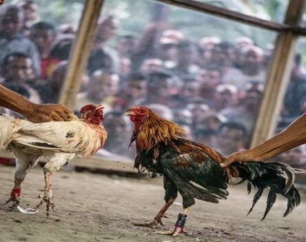 Đá Gà Trực Tiếp Campuchia – Trải Nghiệm Thực Chiến Cực Đỉnh