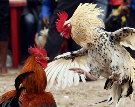 Các sảnh đá gà ALO789 nổi bật bạn nên biết