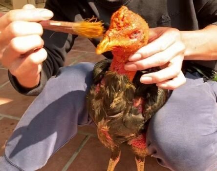 Cách om bóp gà chọi chuẩn giúp chiến kê sung sức mạnh mẽ